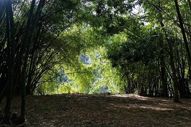 Kandy-Botanical garden-013